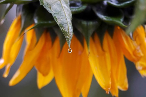 Sunflower with raindrops, rainy weather, Germany