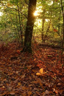 Trees in forest with autumn sun, October, Germany