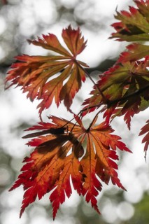 Adenhut leaf maple (Acer japonicum aconitifolium), autumn leaves, Emsland, Lower Saxony, Germany