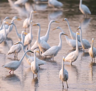 Great egret (Ardea alba), many herons stand in the shallow water zone of a lake, reddish colored