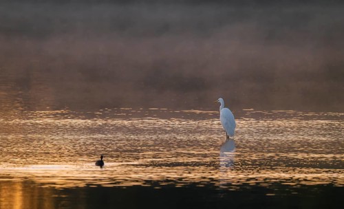 Great egret (Ardea alba) stands in warm, orange morning light in the shallow water zone of a lake,