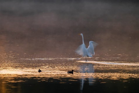 Great egret (Ardea alba) stands with wings spread out in warm, orange morning light in the shallow