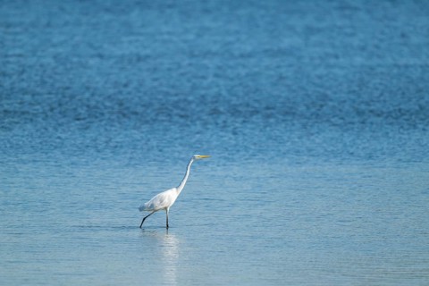 Great egret (Ardea alba) looking for food in the shallow water zone of a lake, blue water, Lower