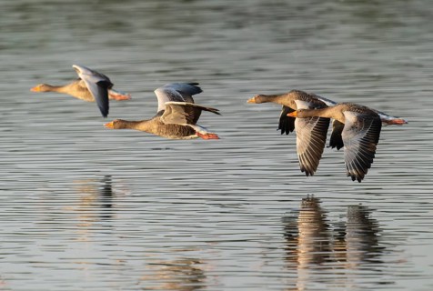 Grey goose (Anser anser), gray geese flying over a body of water in early warm morning light, Lower