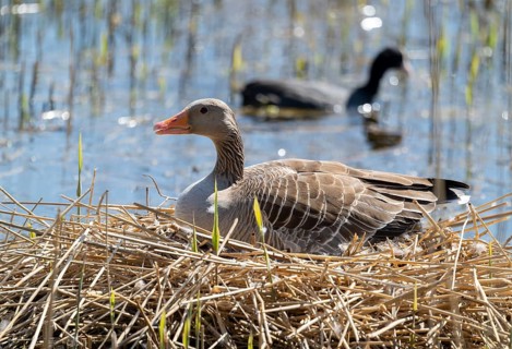 Grey goose (Anser anser) sitting on the nest and breeding, blue water, Lower Saxony, Germany