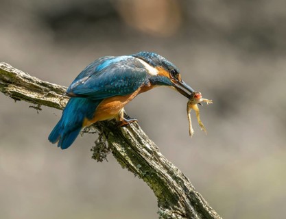 Kingfisher (Alcedo atthis) sitting on a branch, sitting room, with captured prey frog (Rana) in its
