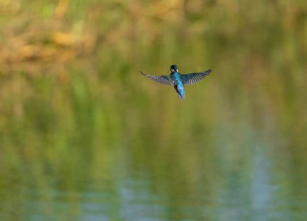 Kingfisher (Alcedo atthis) flying, shaking, vibrating, hunting a prey animal, Lower Saxony, Germany
