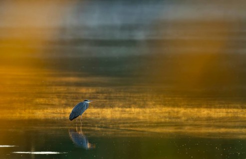 Grey heron (Ardea cinerea) stands in warm, orange morning light in the shallow water zone of a