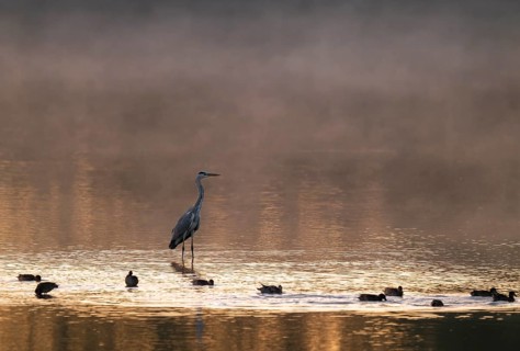 Grey heron (Ardea cinerea) stands in warm morning light in the shallow water zone of a lake, clouds
