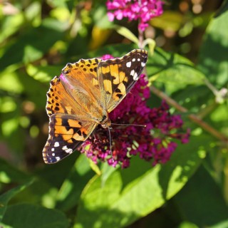 Thistle butterfly (Vanessa cardui) on a Buddleja davidii flower, Wilnsdorf, North Rhine-Westphalia,