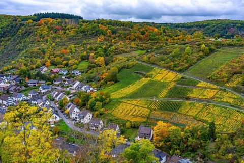 Vineyards in autumn in the central Ahr valley, near Altenahr, Rhineland-Palatinate
