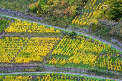 Vineyards in autumn in the central Ahr valley, near Altenahr, Rhineland-Palatinate