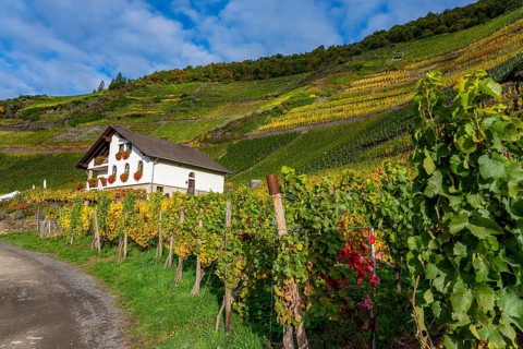 Vineyards in autumn in the middle Ahr valley, near Mayschoß, Mönchberger Hof winery,
