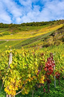 Vineyards in autumn in the central Ahr valley, near Mayschoß, at the Mönchberger Hof winery,