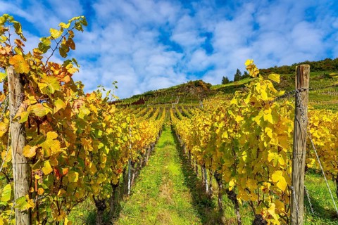 Vineyards in autumn in the central Ahr valley, near Mayschoß, at the Mönchberger Hof winery,