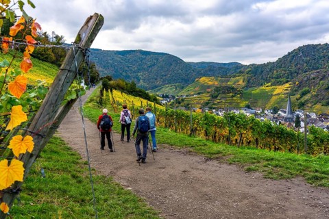 Vineyards in autumn in the middle Ahr valley, near Mayschoß, hiker, red wine hiking trail,