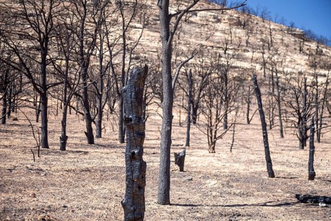 Jacob Lake, Arizona - Burned trees from the White Sage Fire. The wildfire burned 60, 000 acres