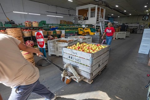 Berrien Springs, Michigan - Fresh apples are sorted and packed at Hildebrand Fruit Farms. Michigan