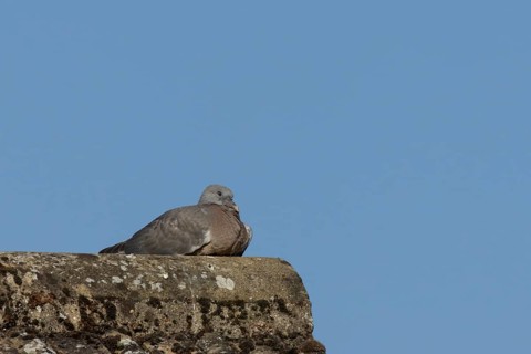 Wood pigeon (Columba palumbus) juvenile baby squab bird resting on an urban house roof, England,