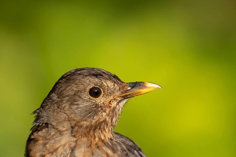 Eurasian blackbird (Turdus merula) adult female bird head portrait, England, United Kingdom