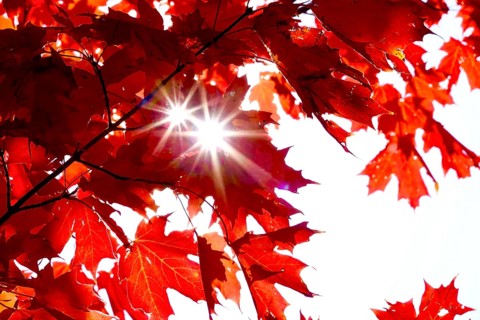 Autumn sun shining through the leaves of a maple tree, October, Germany