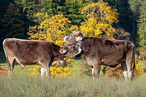 Cattle, 2 cows with cowbells, nestling heads together, autumn coloured trees behind, Stillachtal,