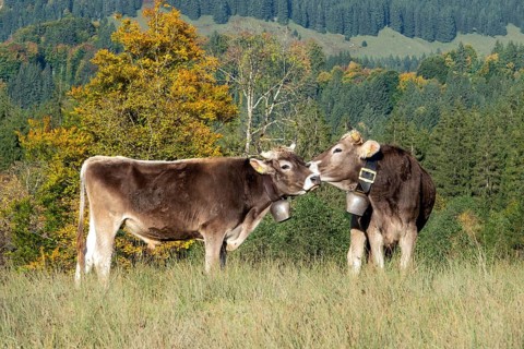 Cattle, 2 cows with cowbells, cow licks another cow on the head, behind autumnal endangered tree.