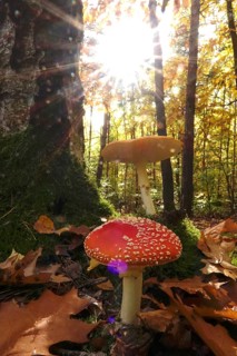 Fairytale toadstools in the forest, autumn, Germany