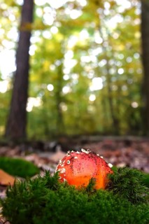 Fairytale toadstool, autumn, Germany
