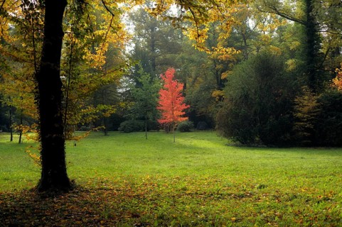 Mixed forest, maple tree, autumn colours, autumn leaves, autumn, forest cemetery, Stuttgart,