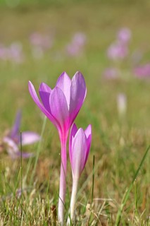Autumn crocus (Colchicum autumnale), half-opened flowers in a meadow, endangered, protected
