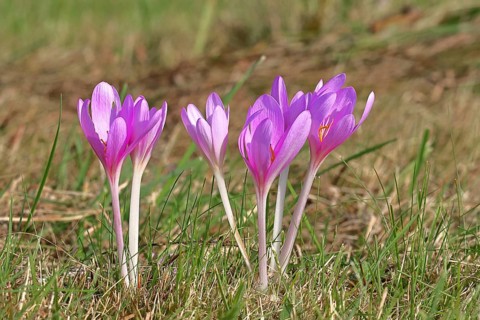 Autumn crocus (Colchicum autumnale), half-opened flowers in a meadow, endangered, protected