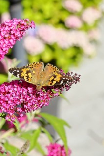 Thistle butterfly (Vanessa cardui) on a Buddleja davidii flower, Wilnsdorf, North Rhine-Westphalia,