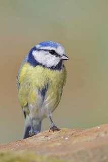 Blue tit (Parus caeruleus), sitting on a stone on the forest floor, Wilnsdorf, North
