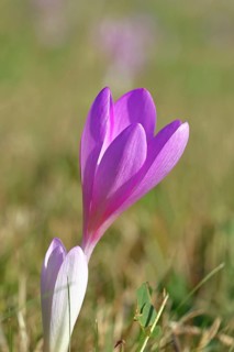 Autumn crocus (Colchicum autumnale), half-opened flowers in a meadow, endangered, protected