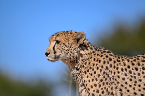 Cheetah (Acinonyx jubatus) at the Field Conservation Centre and Reserve of the Cheetah Conservation