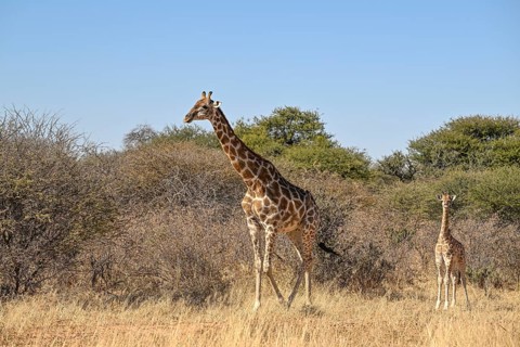 Angola giraffe (Giraffa camelopardalis angolensis) at the foot of the Waterberg, Otjozondjupa