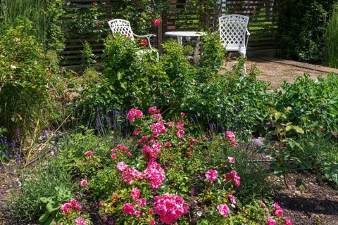 Sitting area in the garden, table and two garden chairs, framed by blooming roses, Westphalia,