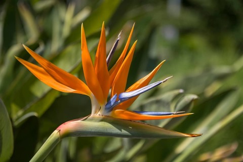 Bird of paradise flower, Strelitzia, single flower, close-up, Westphalia, North Rhine-Westphalia,