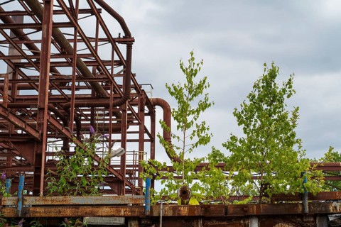 Birch trees next to pipe scaffolding, Zollverein coking plant, UNESCO World Heritage Site, Essen,