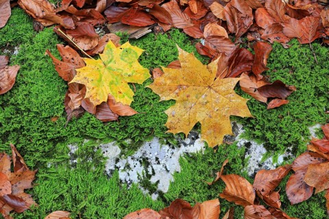 Maple leaves (Acer) in autumn colours, Egesheim, Upper Danube nature park Park, Baden-Württemberg,