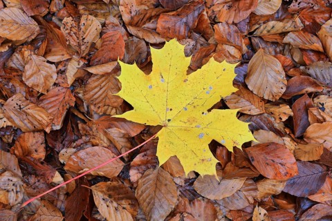 Ahron leaf (Acer) in autumn colour, Egesheim, Upper Danube nature park Park, Baden-Württemberg,