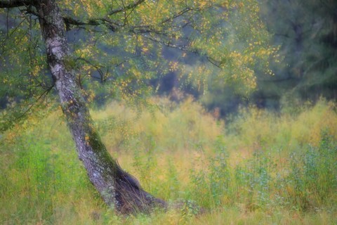 Birch (Betula), birch family (Betulaceae), autumn colours, autumn, Palatinate Forest,