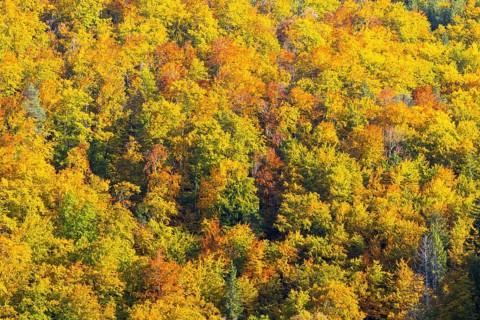 Mixed forest in autumn colours, autumn, Danube valley, Thiergarten, Upper Danube nature park Park,