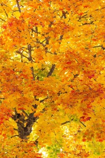 Maple tree (Acer), horse chestnut family (Hippocastanoideae), autumn colours, autumn, Dietfurt,