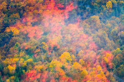 Autumn leaves, autumn colours, mixed forest, fog, autumn, Fridingen, Danube valley, Upper Danube