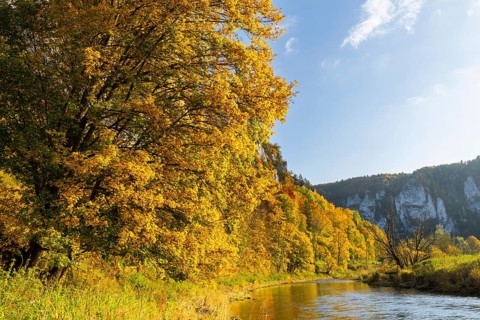 Mixed forest in autumn colours, Danube, Autumn, Danube valley, Upper Danube nature park Park,