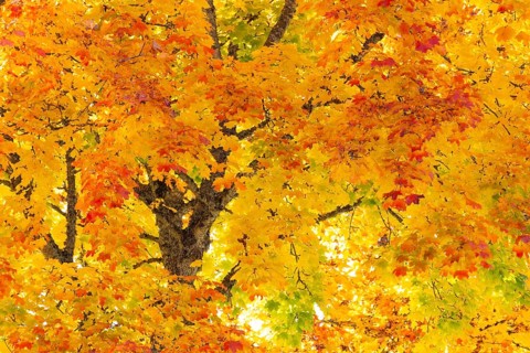 Maple tree (Acer), horse chestnut family (Hippocastanoideae), autumn colours, autumn, Dietfurt,