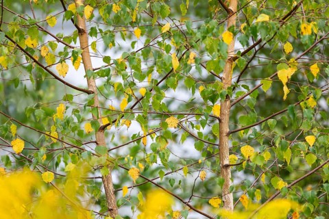 Birch (Betula), Birch family (Betulaceae), Solidago canadensis, (Solidago canadensis), Asteraceae,