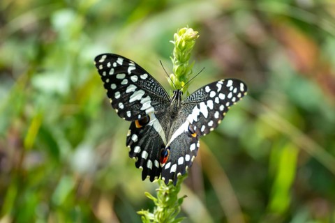 Chequered Swallowtail (Papilio demoleus), butterfly, Kasanje, Uganda